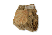 F 03733
<br/>
<br/>
<em></em>